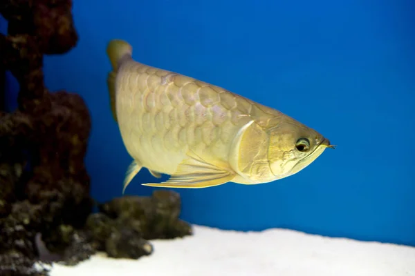 Arowana Aquarium Favorite Fish Long Body Beautiful Dragon Shape Colorful — Stock Photo, Image