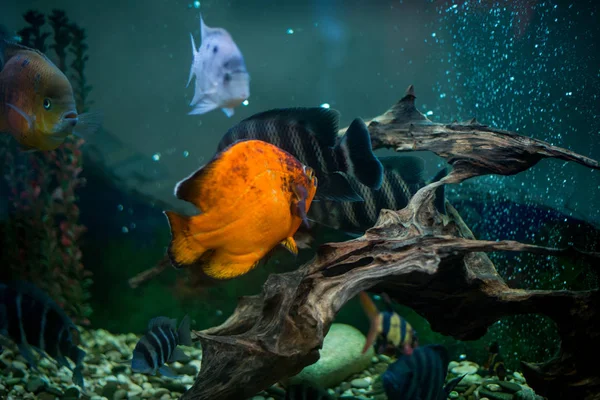 Aquarium Fish Cichlasoma Synspilum Astronotus Piranha Tilapia Buttikoferi Cyphotilapia Frontosa — Stock Photo, Image