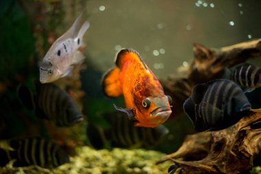 Akvaryum balık Cichlasoma synspilum, Astronotus, piranha, Tilapia buttikoferi Cyphotilapia frontosa