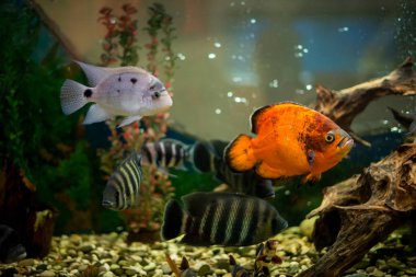 Akvaryum balık Cichlasoma synspilum, Astronotus, piranha, Tilapia buttikoferi Cyphotilapia frontosa