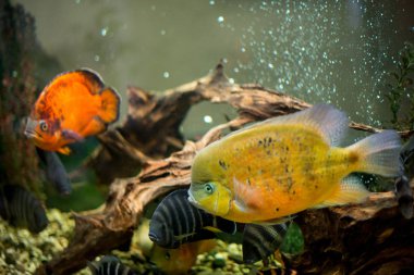 Akvaryum balık Cichlasoma synspilum, Astronotus, piranha, Tilapia buttikoferi Cyphotilapia frontosa