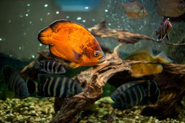 Akvaryum balık Cichlasoma synspilum, Astronotus, piranha, Tilapia buttikoferi Cyphotilapia frontosa