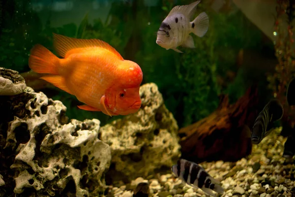 Akvaryum balık Cichlasoma synspilum, Astronotus, piranha, Tilapia buttikoferi Cyphotilapia frontosa