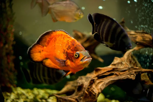 Aquarium Fish Cichlasoma Synspilum Astronotus Piranha Tilapia Buttikoferi Cyphotilapia Frontosa — Stock Photo, Image