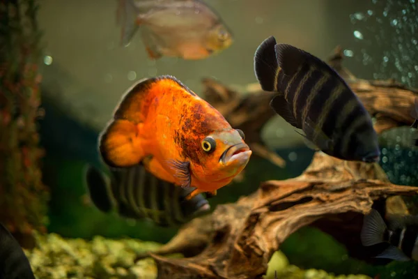 Aquarium Fish Cichlasoma Synspilum Astronotus Piranha Tilapia Buttikoferi Cyphotilapia Frontosa — Stock Photo, Image