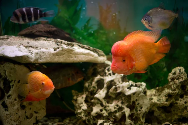 Akvaryum balık Cichlasoma synspilum, Astronotus, piranha, Tilapia buttikoferi Cyphotilapia frontosa