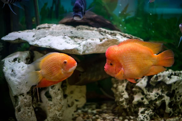 Akvaryum balık Cichlasoma synspilum, Astronotus, piranha, Tilapia buttikoferi Cyphotilapia frontosa