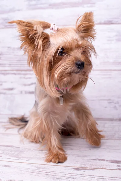 Dog Breed Yorkshire Terrier White Wooden Background Small Dog — Stock Photo, Image