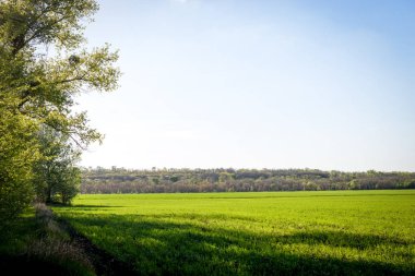 Yeşil alan ve bahar mavi gökyüzü. Büyük bir arka plan olarak
