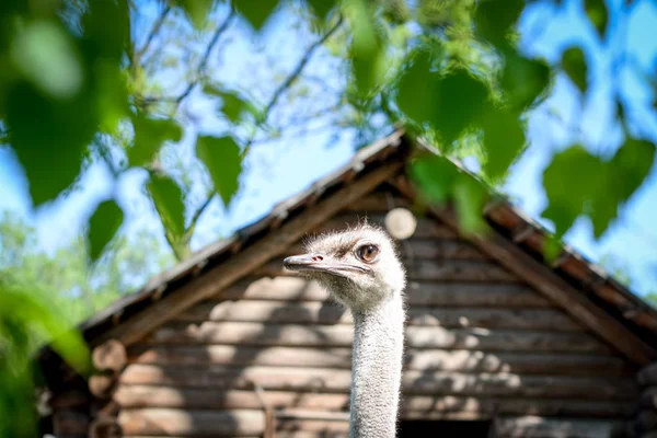 Pštrosí Hlava Krk Přední Portrét Parku — Stock fotografie