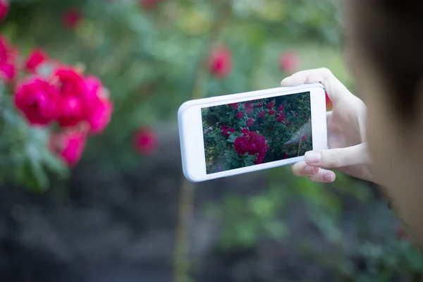 Phone in female hands on background of roses. Girl is taking pictures of red roses