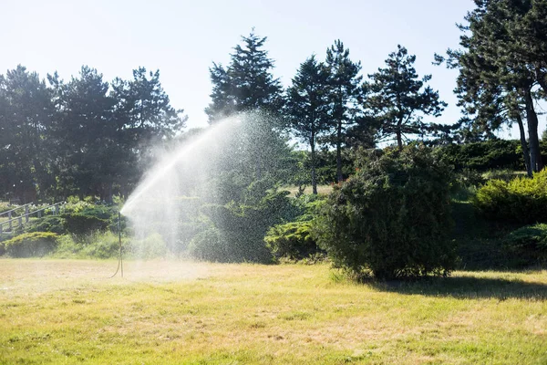 Automatic lawn watering. Watering plants in hot weather