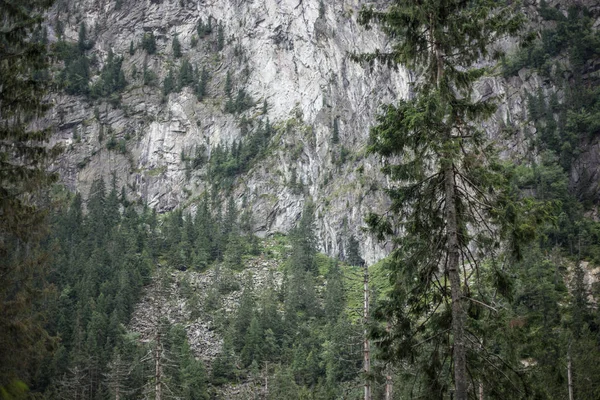 Pine on background of mountain. Evergreen tree close-up and mountains. On the way to Tatra National Park