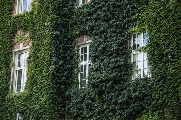 The wall of old building with green vine. Window with green liana of house.