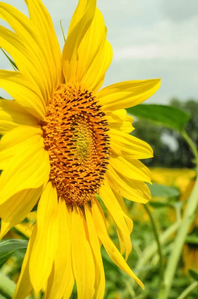 Sunflower close-up on the side. Yellow sunflower looks at sun