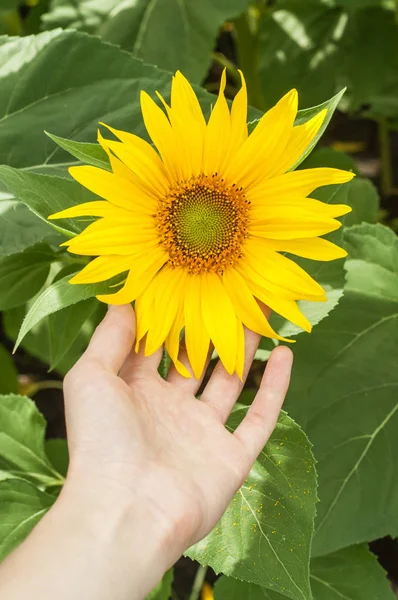 Woman\'s hand reaches for sunflower. Hand and bright yellow flower