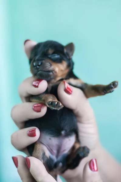 Little black puppy in female hands. Newborn puppy yorkshire terrier