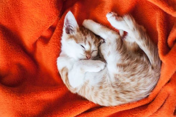 Kitten curled up on an orange plaid. Red kitten on the blanket