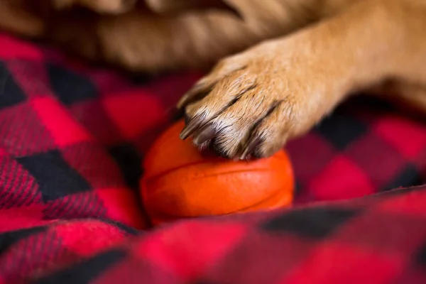 Dog\'s paw on orange ball. Bitten ball and paw of red dog
