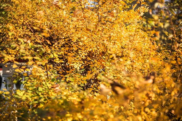 Autumn tree tops on yellow background. Autumn tree tops in autumn forest scene