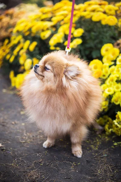 Pomeranian spitz, yellow flowers. Beautiful fluffy red dog squints in the sun