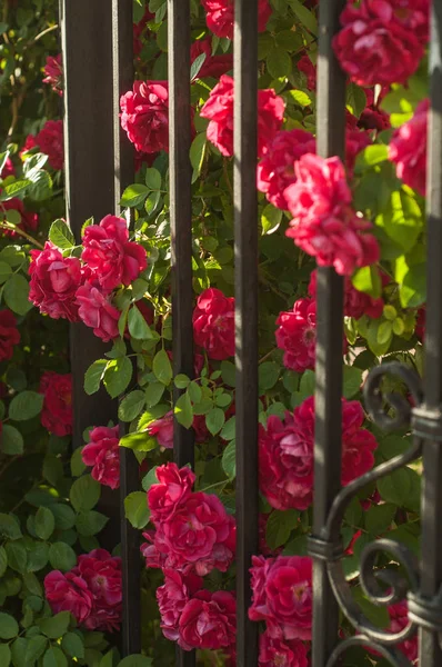 Bushes with red roses in row, iron fence. Beautiful red roses on bushes