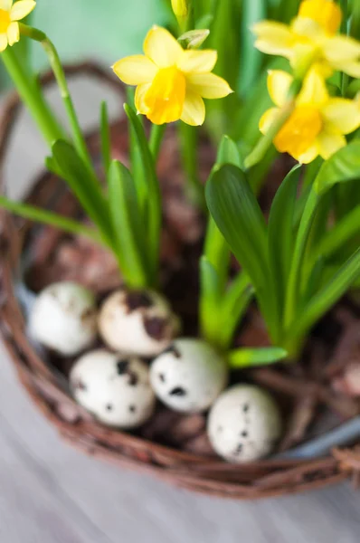 Yellow flowers in basket, eggs