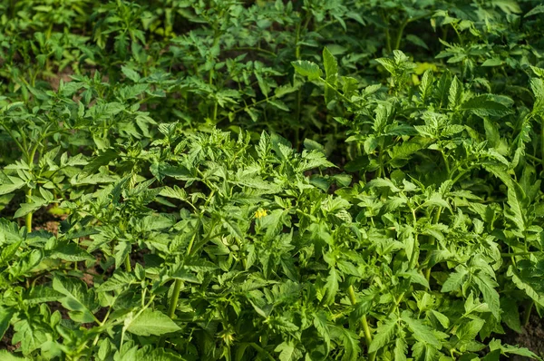 Large green potato bushes