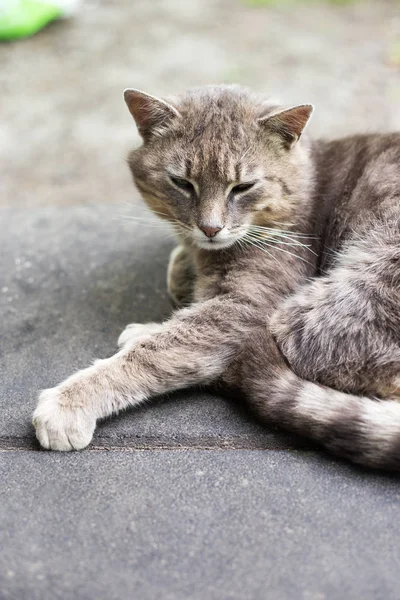 Cute resting cat close-up