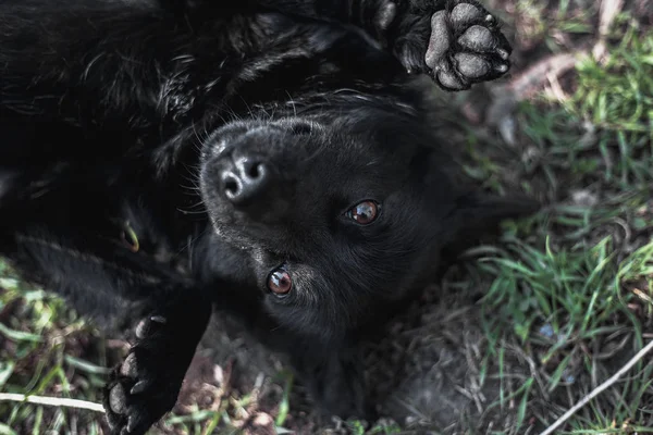 Black funny dog lying on grass