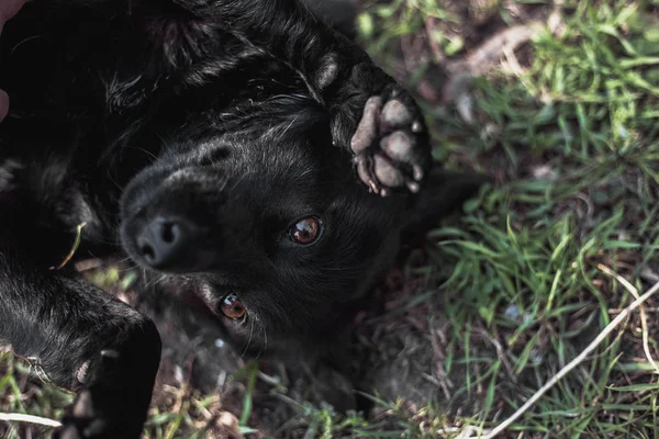 Black funny dog lying on grass