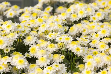 Çiçekler, çiçekler krizantem, krizantem duvar kağıdı, krizantem Güz