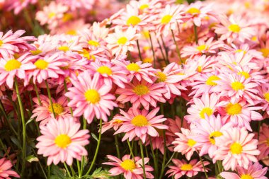 Çiçekler, çiçekler krizantem, krizantem duvar kağıdı, krizantem Güz