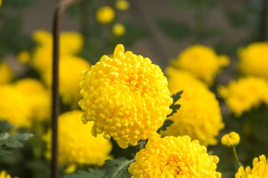 Çiçekler, çiçekler krizantem, krizantem duvar kağıdı, krizantem Güz