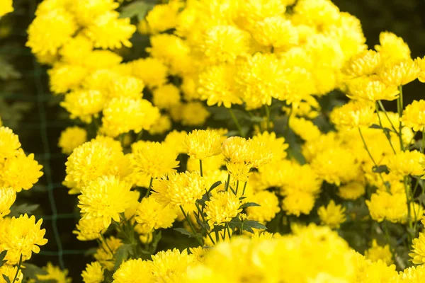 菊の壁紙 秋の菊の花 — ストック写真