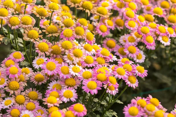 Цветы Цветы Хризантема Хризантема Обои Хризантемы Осенью — стоковое фото