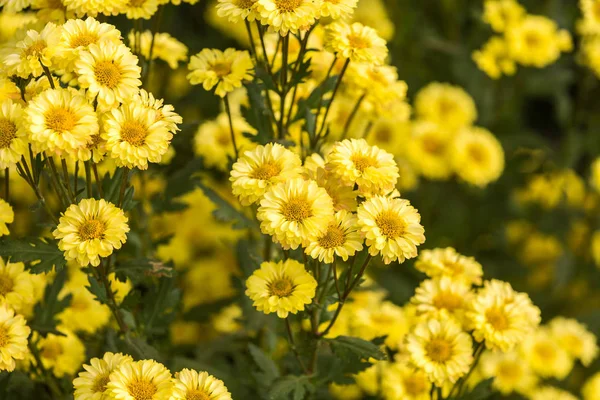 Λουλούδια Λουλούδια Χρυσάνθεμων Χρυσάνθεμο Ταπετσαρία Χρυσάνθεμα Φθινόπωρο — Φωτογραφία Αρχείου