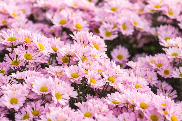 Flowers Flowers Chrysanthemum Chrysanthemum Wallpaper Chrysanthemums Autumn — Stock Photo, Image