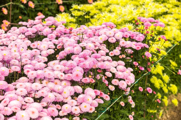 Цветы Цветы Хризантема Хризантема Обои Хризантемы Осенью — стоковое фото