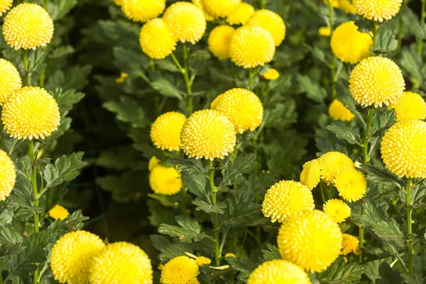 Fleurs Fleurs Chrysanthème Chrysanthème Papier Peint Chrysanthèmes Automne — Photo