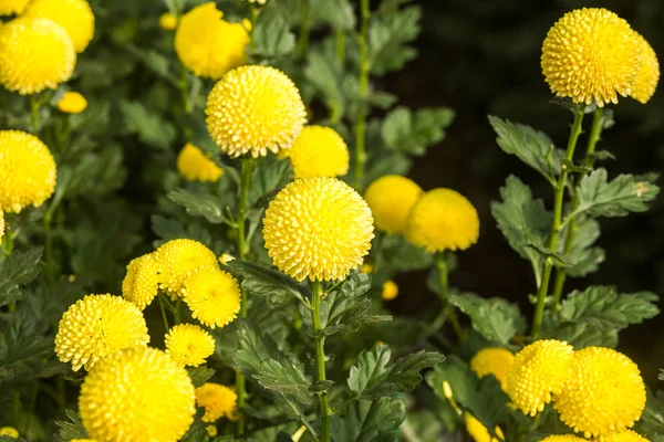 Blumen Blumen Chrysanthemen Chrysanthemen Tapete Chrysanthemen Herbst — Stockfoto