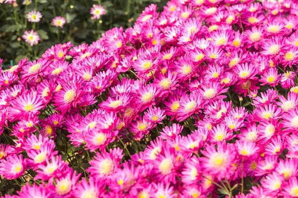 Flowers Flowers Chrysanthemum Chrysanthemum Wallpaper Chrysanthemums Autumn — Stock Photo, Image