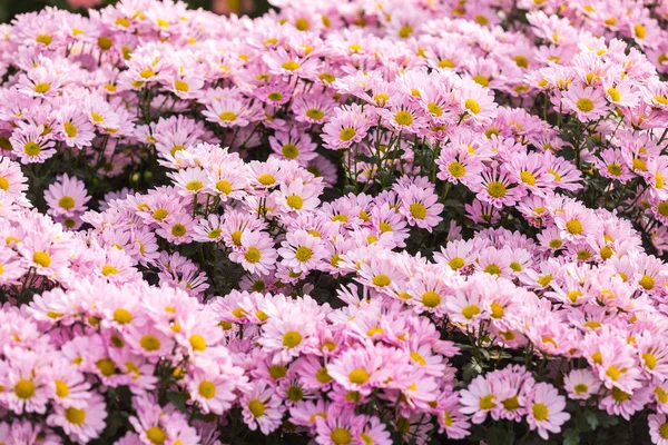 Virágok Virágok Krizantém Krizantém Háttérkép — Stock Fotó