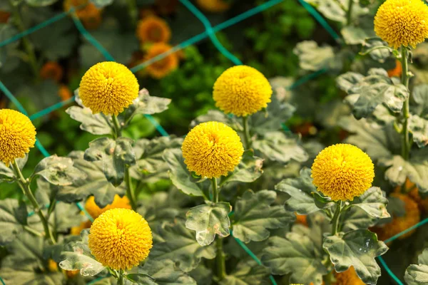 Blumen Blumen Chrysanthemen Chrysanthemen Tapete — Stockfoto