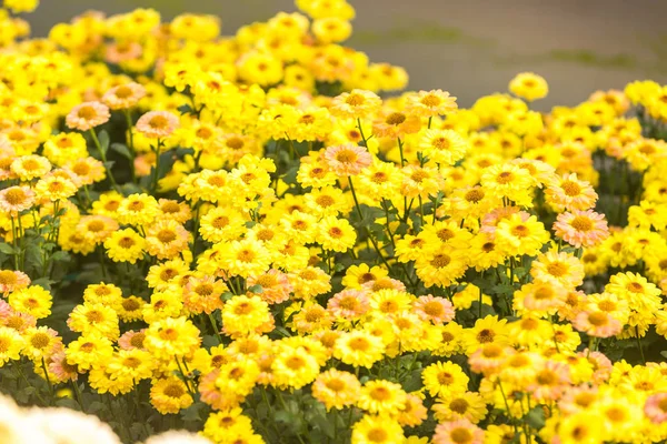 Blumen Blumen Chrysanthemen Chrysanthemen Tapete — Stockfoto