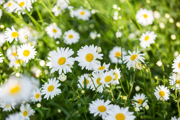 Çiçekler, çiçekler krizantem, krizantem duvar kağıdı 