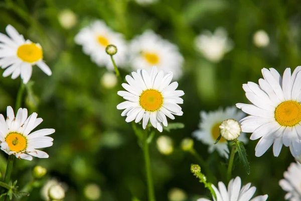 Blumen Blumen Chrysanthemen Chrysanthemen Tapete — Stockfoto