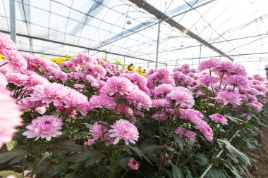 Çiçekler, çiçekler krizantem, krizantem duvar kağıdı, kasımpatı sonbahar, krizantem annuals