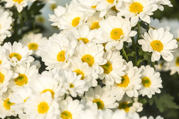 Blommor Blommor Chrysanthemum Krysantemum Tapeter Krysantemum Höst Krysantemum Annueller — Stockfoto
