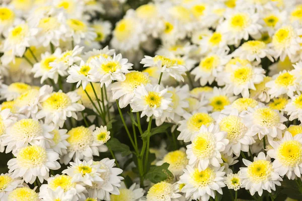 Květiny Květiny Chryzantéma Chryzantéma Tapety Chryzantémy Podzimní Chryzantémy Letničky — Stock fotografie